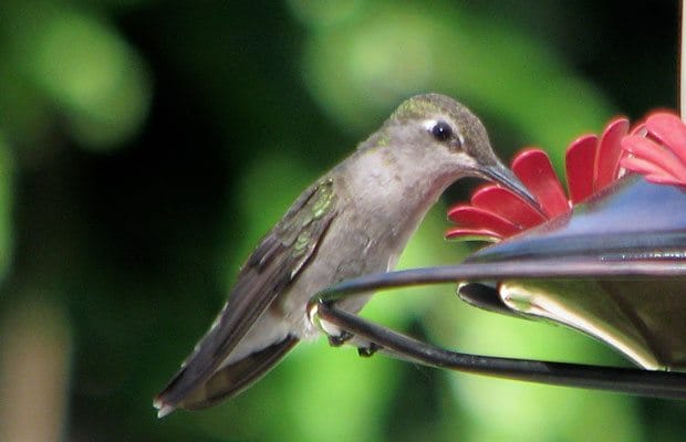 Google Introduces New Search Update Hummingbird - 39