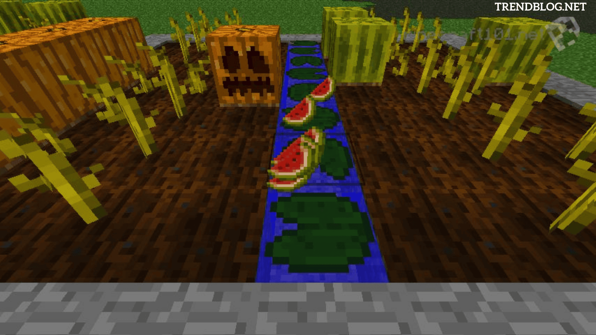  How to Grow Pumpkins in Minecraft : How to Regrow Pumpkins