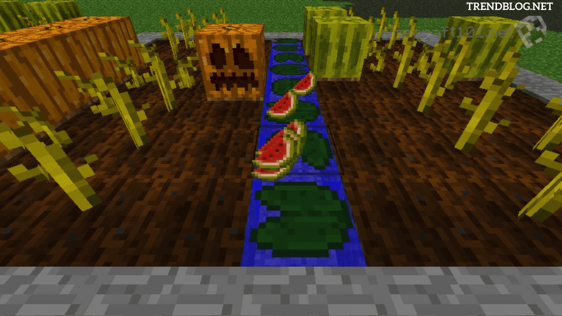 How To Grow Pumpkins In Minecraft How To Regrow Pumpkins Mobiruce how-to-grow-pumpkins-in-minecraft-how-to-regrow-pumpkins-mobiruce